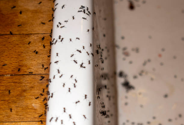 Best Best Pest Control Companies  in Henderson, GA