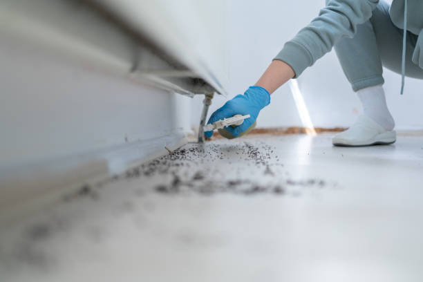 Best Spider Control Near Me  in Henderson, GA